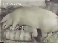 [ Zoo Sex DVD ] Woman screwed by a large pig